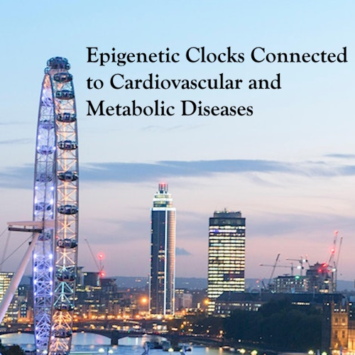 Epigenetic Clocks Connected to Cardiovascular and Metabolic Diseases information and news