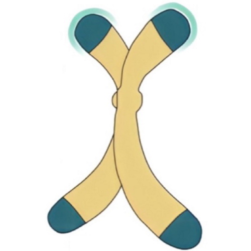 More Telomeres information, news and resources