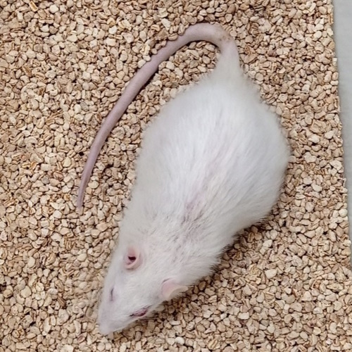 Sima, the 47 months-old Sprague Dawley rat — interview with Dr. Harold Katcher information and news