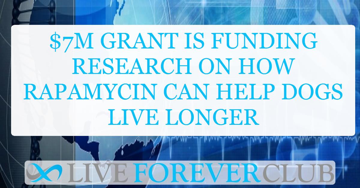 $7M grant is funding research on how rapamycin can help dogs live longer