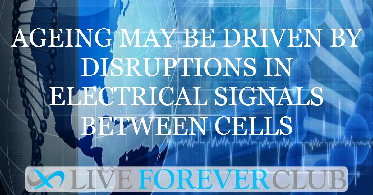 Ageing may be driven by disruptions in electrical signals between cells