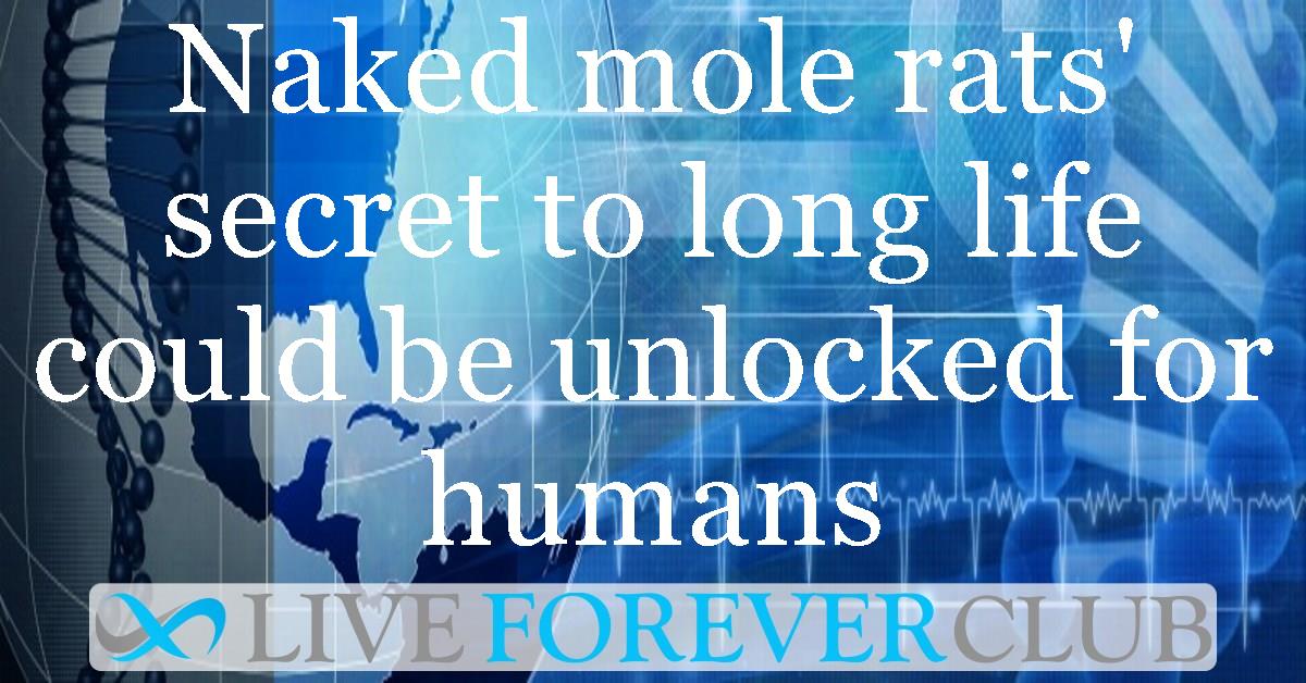 Naked mole rats' secret to long life could be unlocked for humans