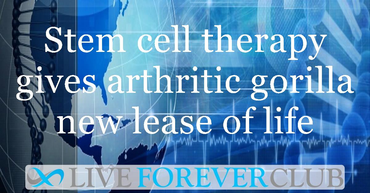 Stem cell therapy gives arthritic gorilla new lease of life