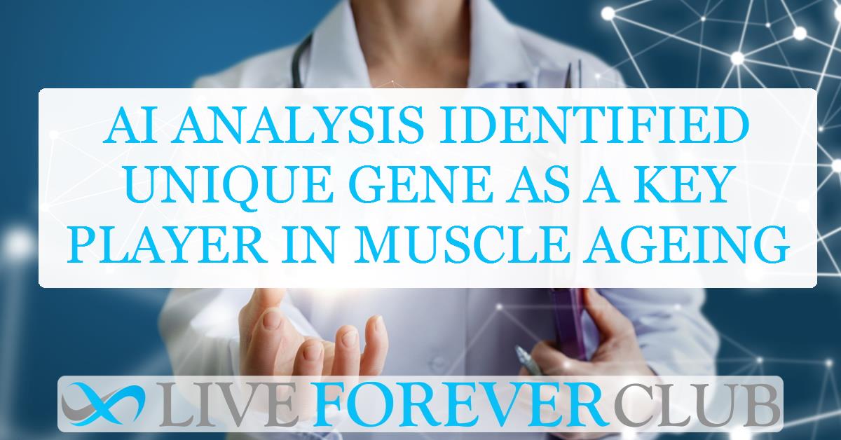 AI analysis identified unique gene as a key player in muscle ageing