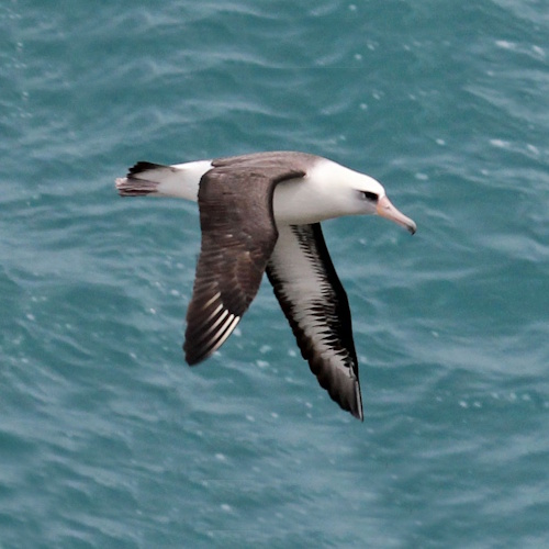 More Albatross information, news and resources