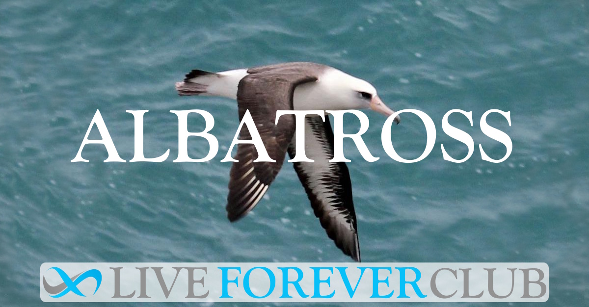 Albatross