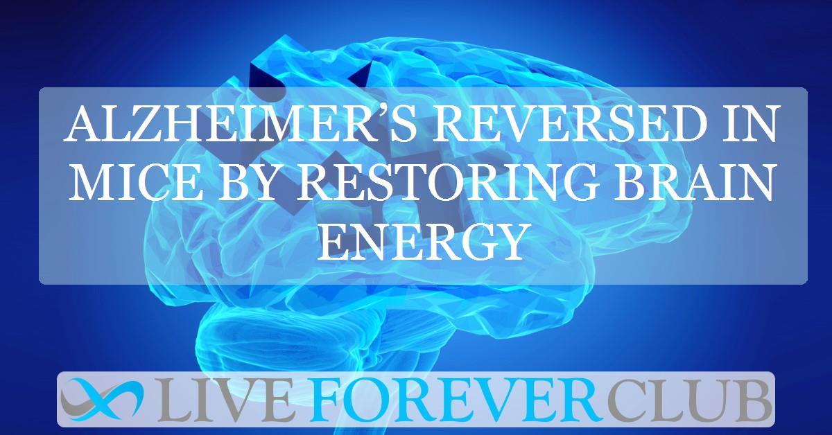 Alzheimer’s reversed in mice by restoring brain energy