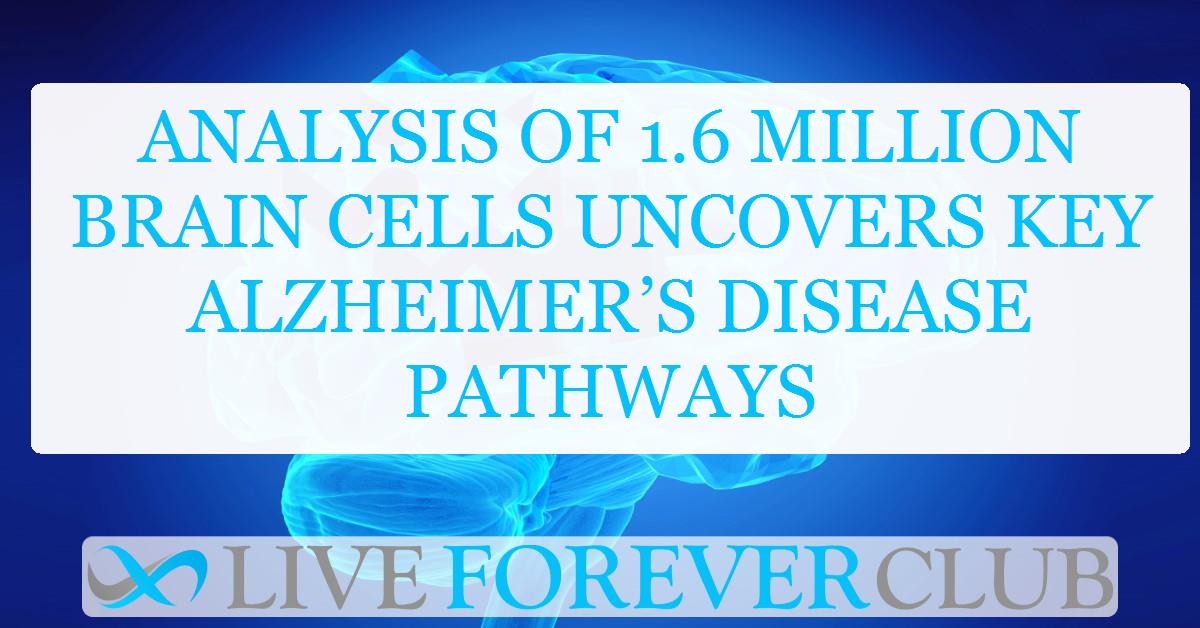 Analysis of 1.6 million brain cells uncovers key Alzheimer’s disease pathways