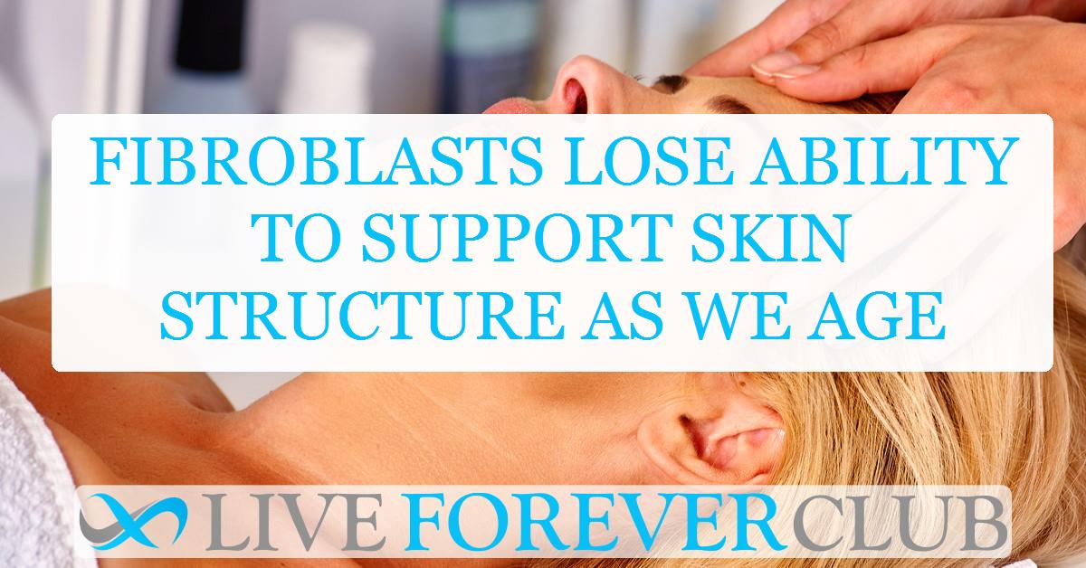 Fibroblasts lose ability to support skin structure as we age