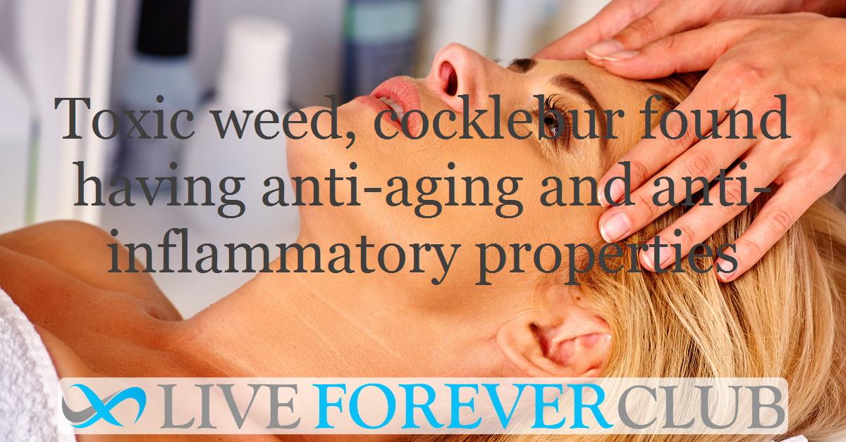 Toxic weed, cocklebur found having anti-aging and anti-inflammatory properties