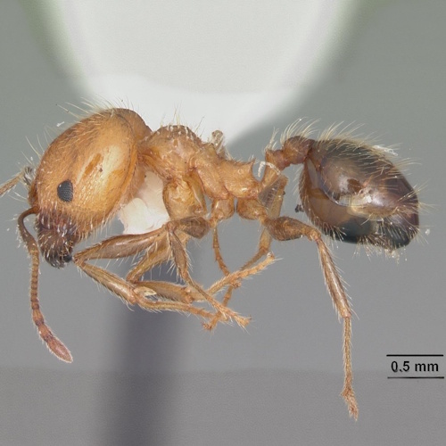 American Ants That Never Get Old