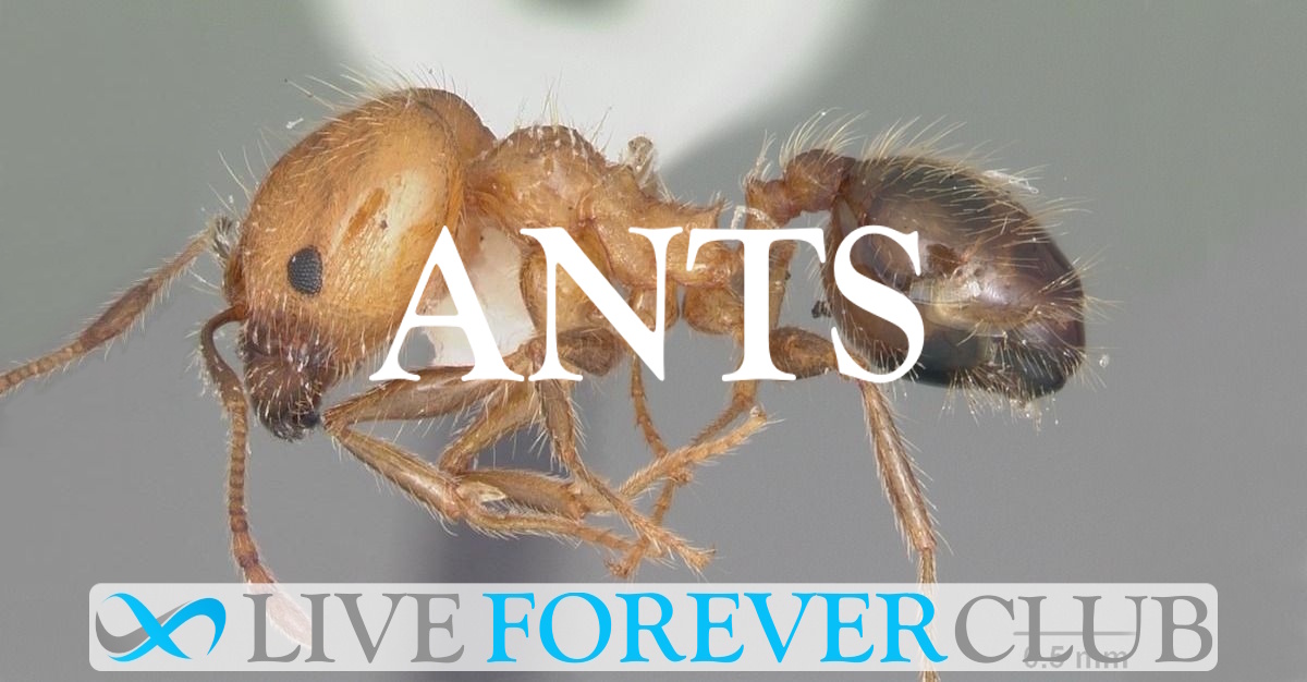 Ants