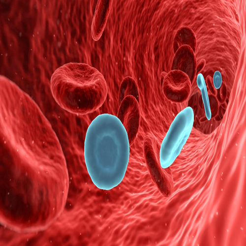 Diluting blood rejuvenates old tissues in mice