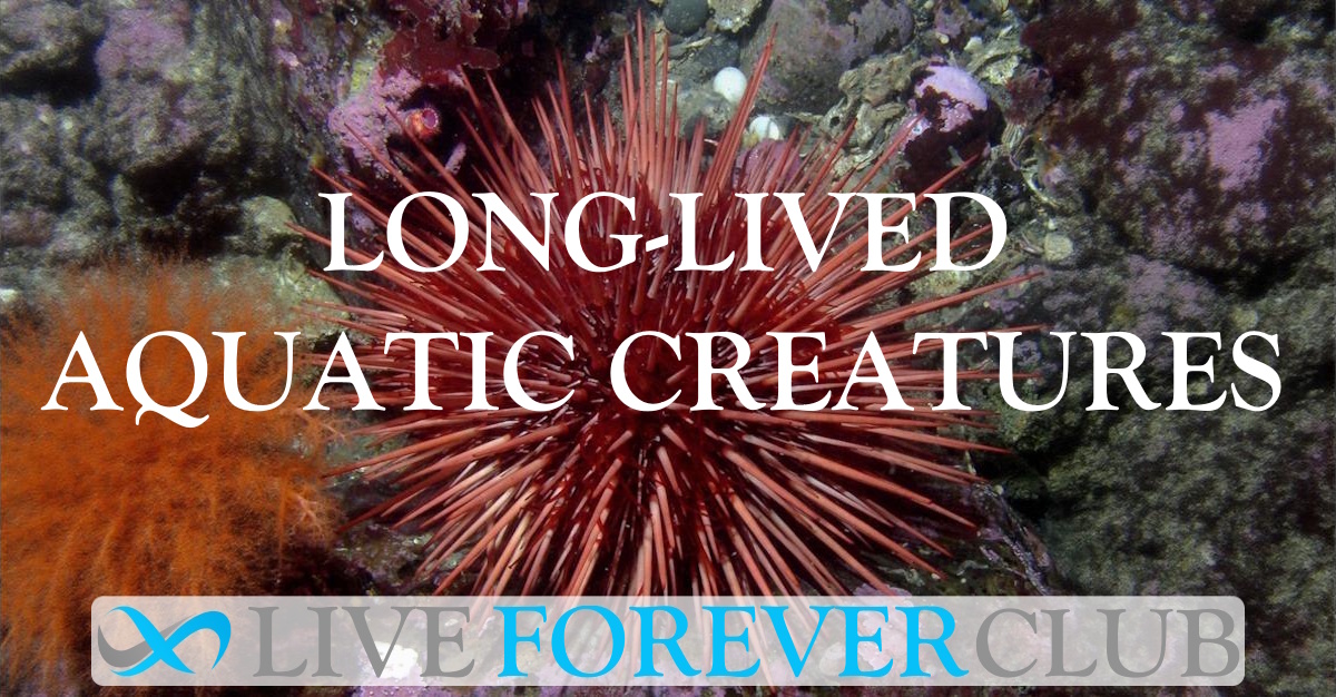 Long-Lived Aquatic Creatures