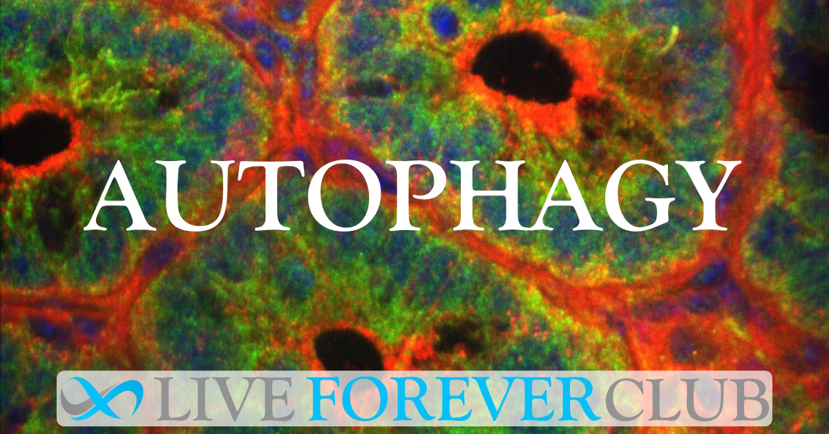 Autophagy