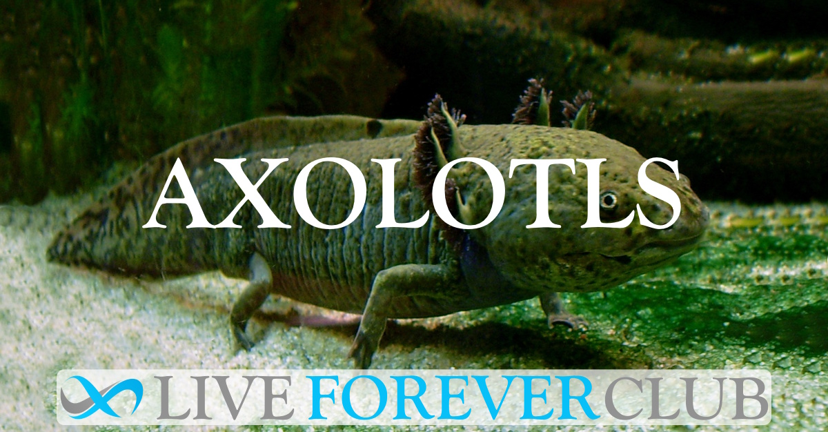 Axolotls
