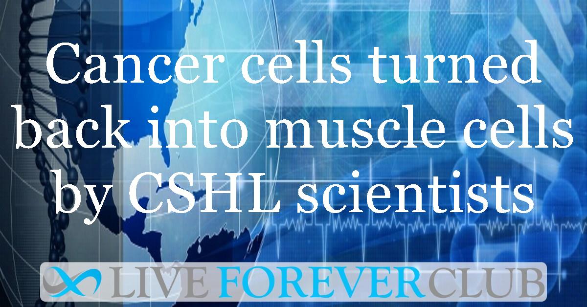 Cancer cells turned back into muscle cells by CSHL scientists