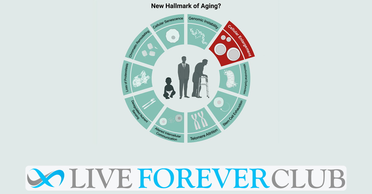 Exploring cellular enlargement as a new hallmark of aging