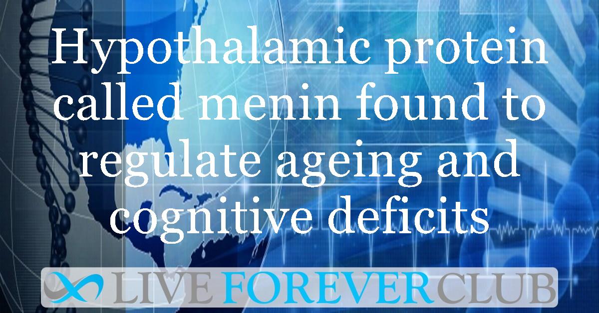 Hypothalamic protein called menin found to regulate ageing and cognitive deficits