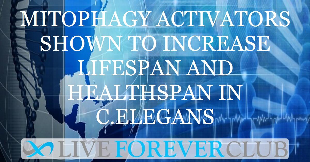 Mitophagy activators shown to increase lifespan and healthspan in C.elegans
