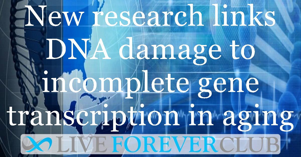 New research links DNA damage to incomplete gene transcription in aging