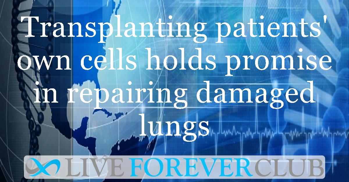 Transplanting patients' own cells holds promise in repairing damaged lungs