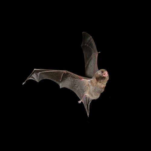 More Long-Lived Bats information, news and resources