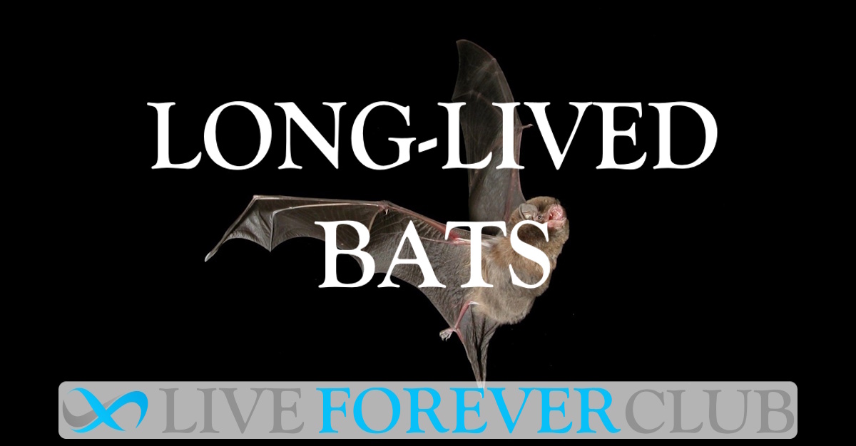 Long-Lived Bats