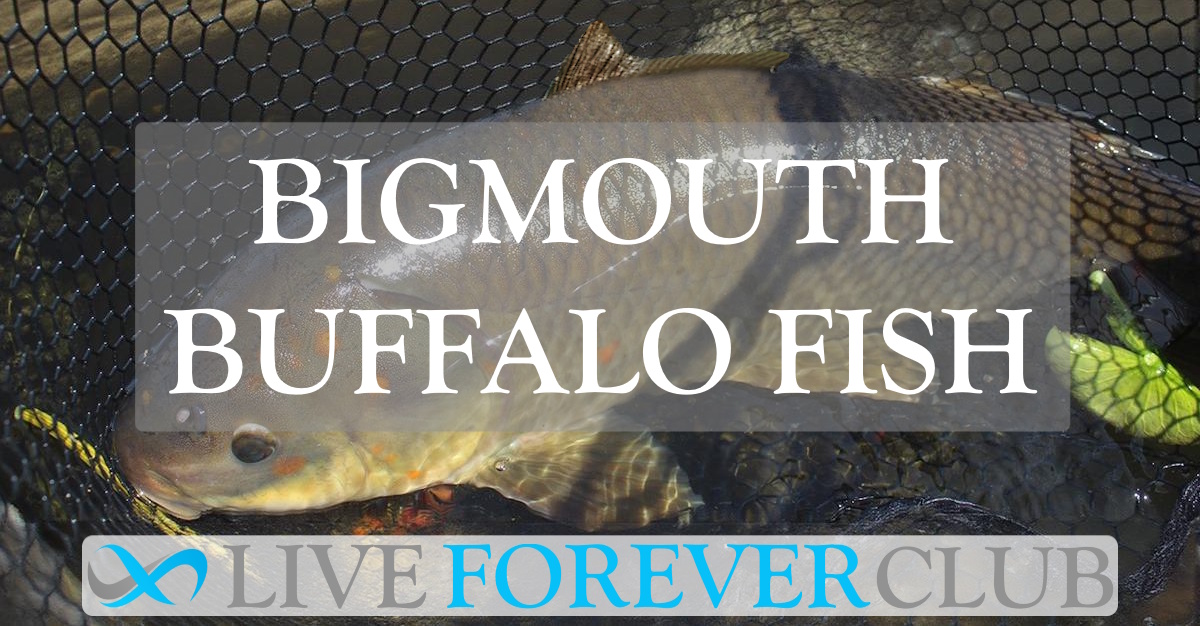 Bigmouth Buffalo Fish
