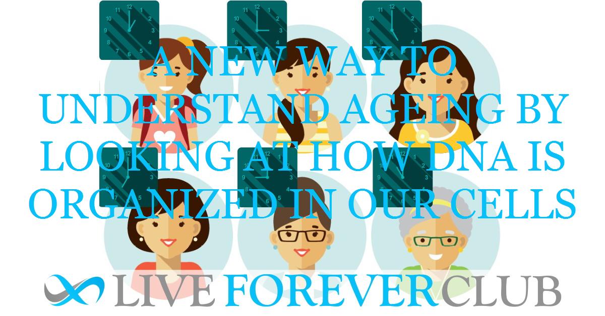 A new way to understand ageing by looking at how DNA is organized in our cells