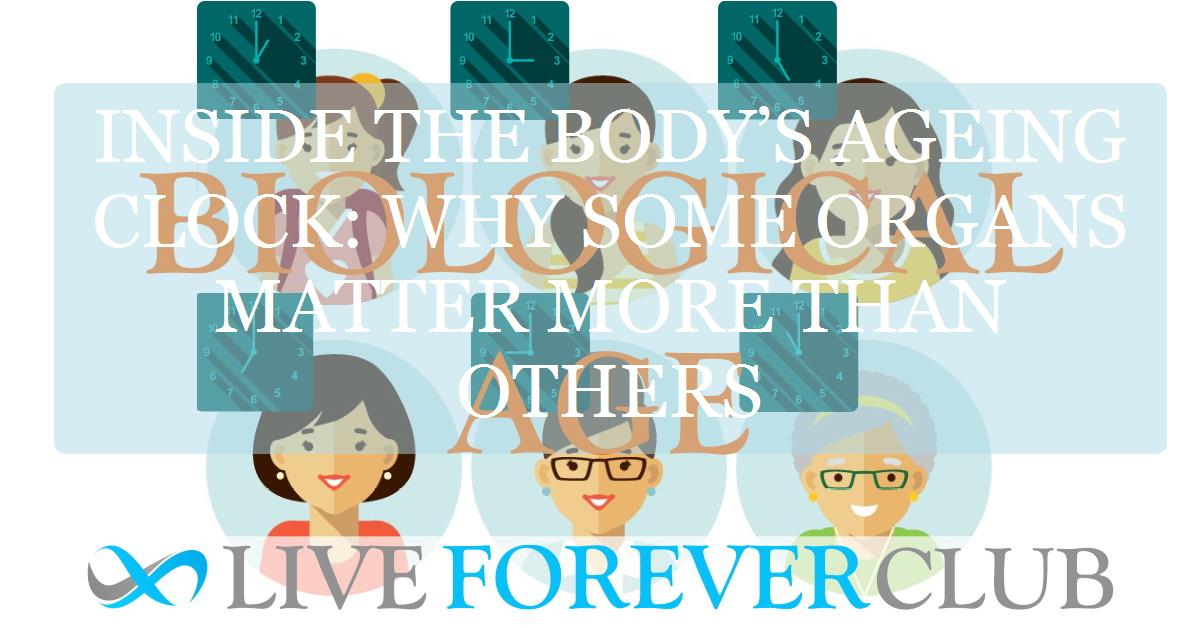 Inside the body’s ageing clock: why some organs matter more than others