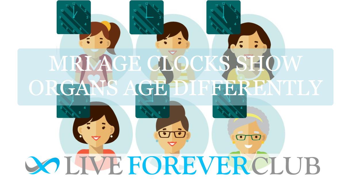 MRI age clocks show organs age differently