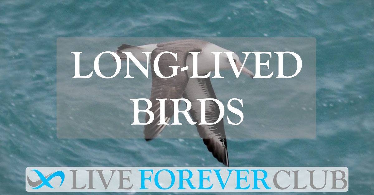 Long-Lived Birds