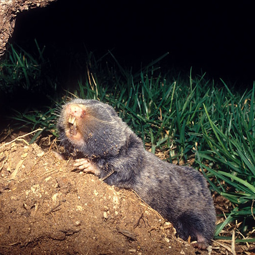 Blind mole rats use junk DNA to trigger self-destruction of cancer cells