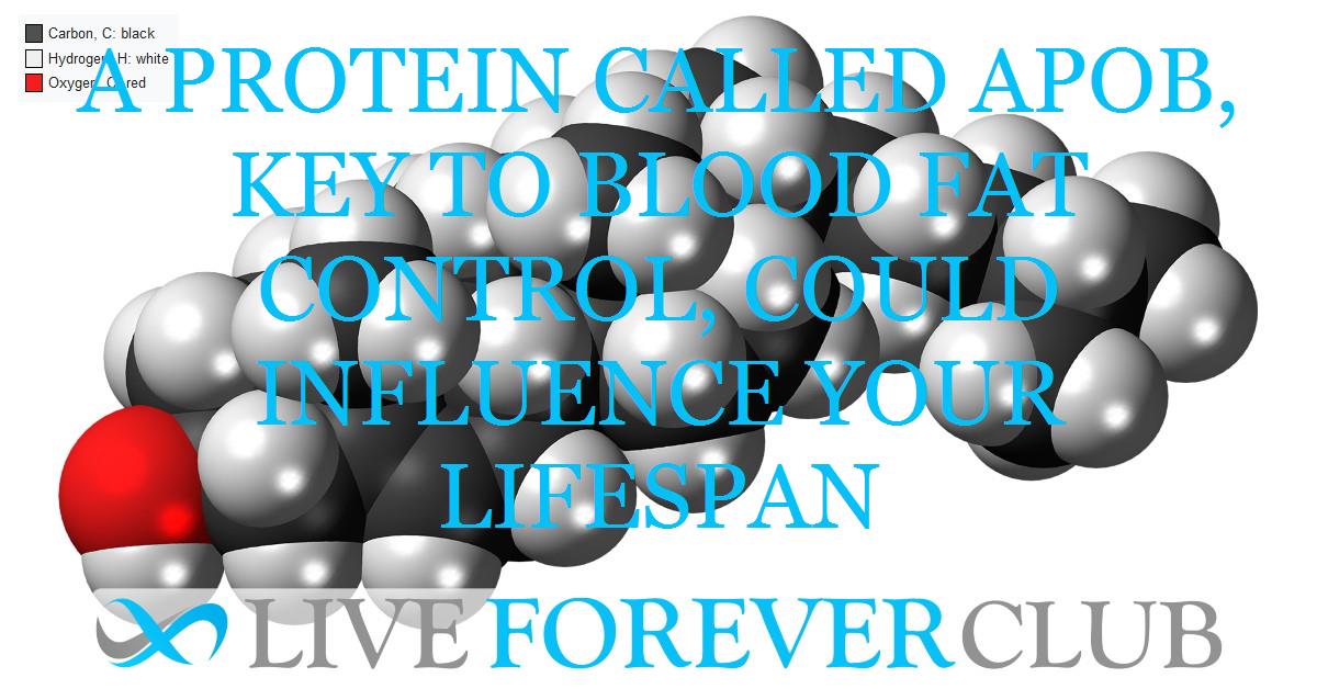 A protein called APOB, key to blood fat control, could influence your lifespan