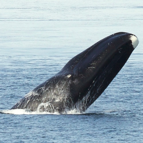 Bowhead whale genome reveals secrets of long life and health