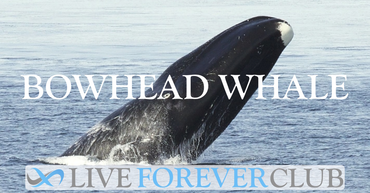 Bowhead Whale