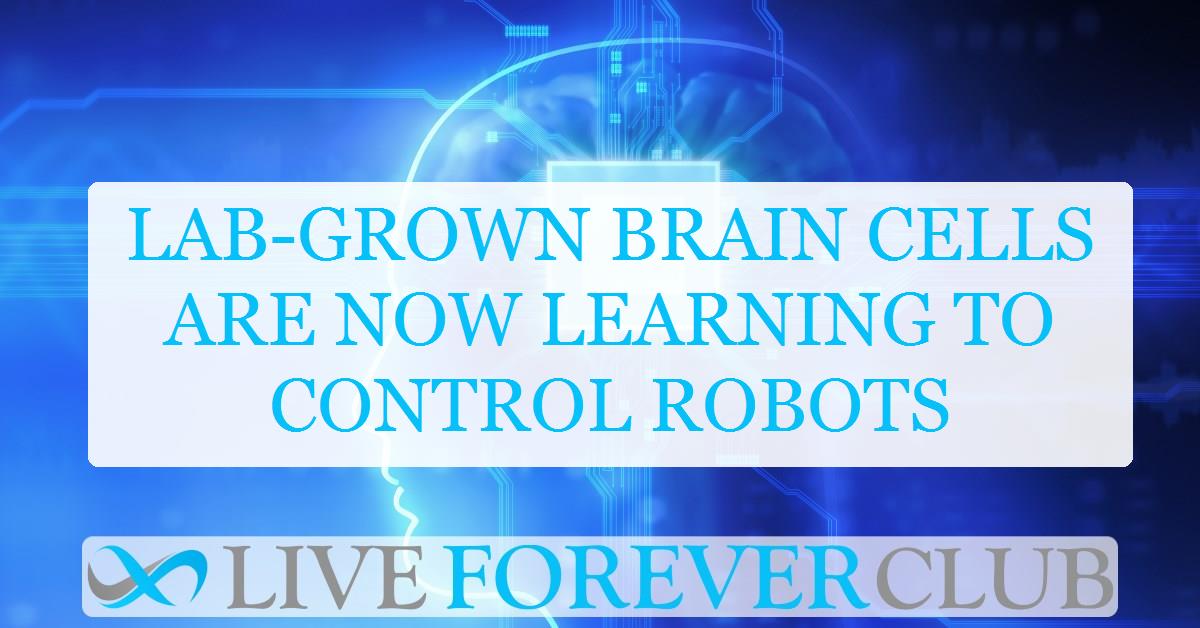 Lab-grown brain cells are now learning to control robots