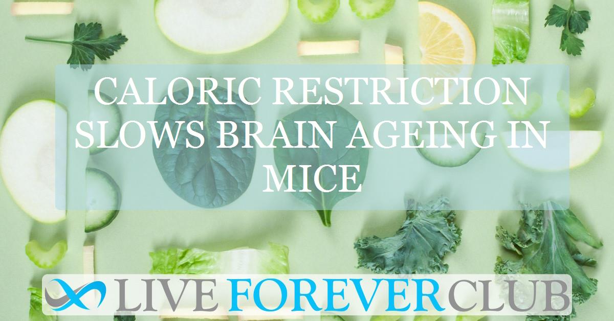 Caloric restriction slows brain ageing in mice