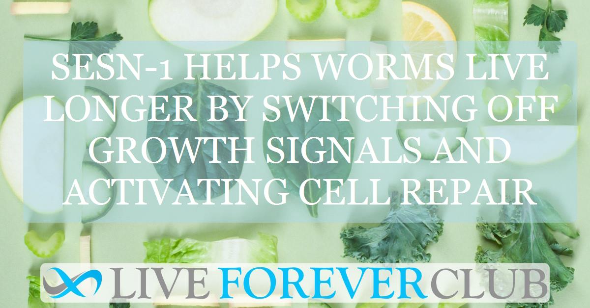 Sesn-1 helps worms live longer by switching off growth signals and activating cell repair