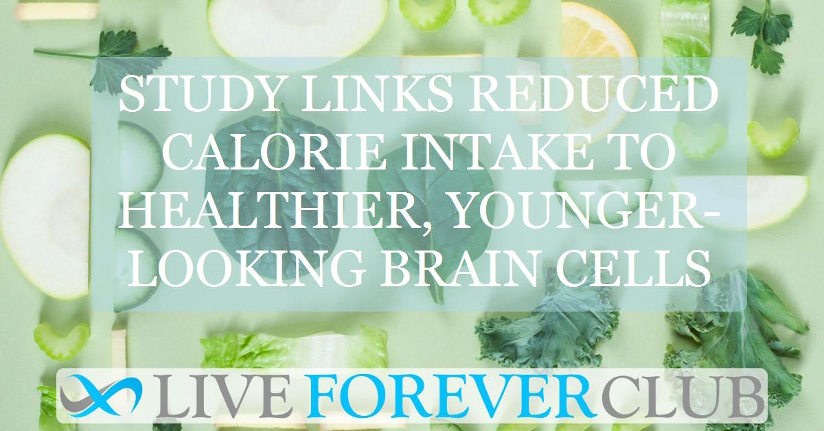 Study links reduced calorie intake to healthier, younger-looking brain cells