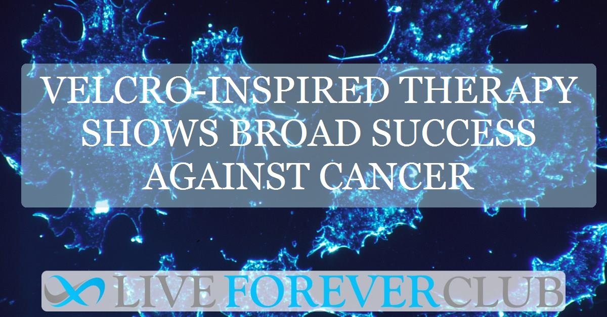 Velcro-inspired therapy shows broad success against cancer