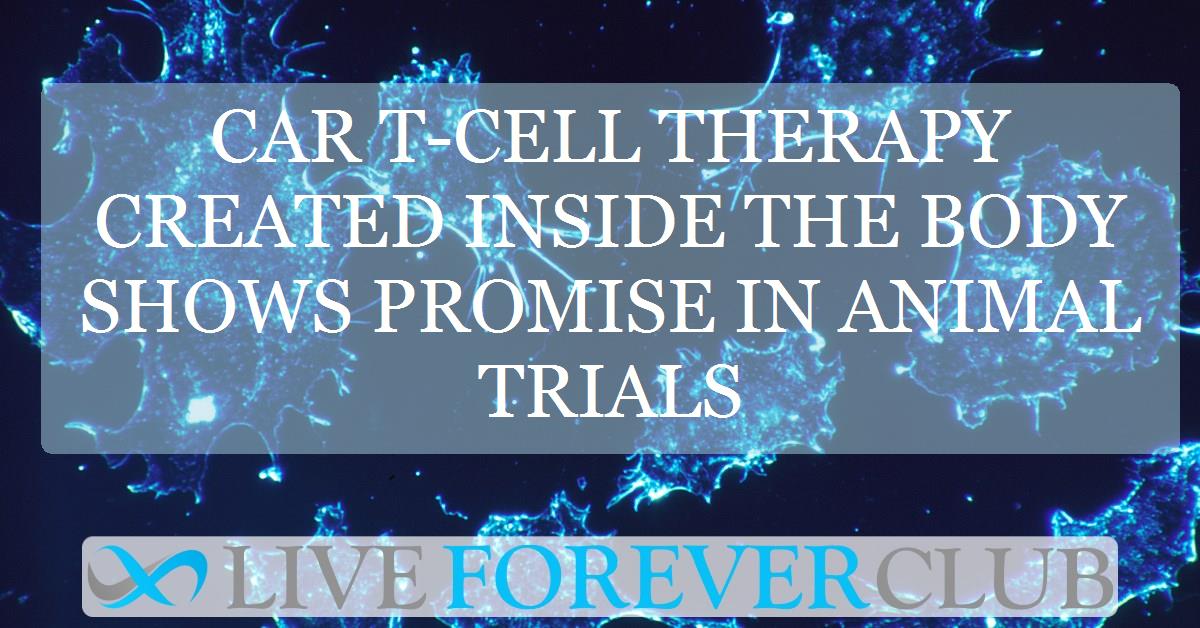 CAR T-cell therapy created inside the body shows promise in animal trials