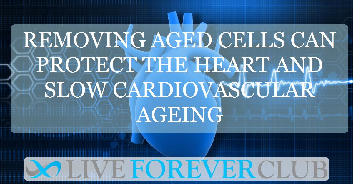 Removing aged cells can protect the heart and slow cardiovascular ageing