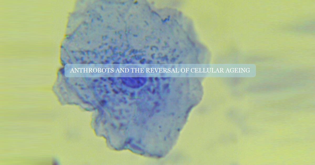 Anthrobots and the reversal of cellular ageing
