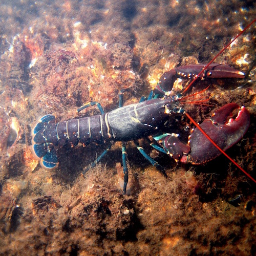 Unique adaptations contribute to the longevity of American lobster