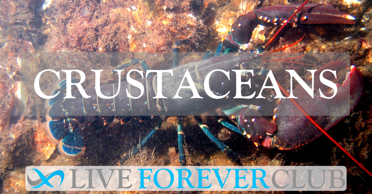 Crustaceans
