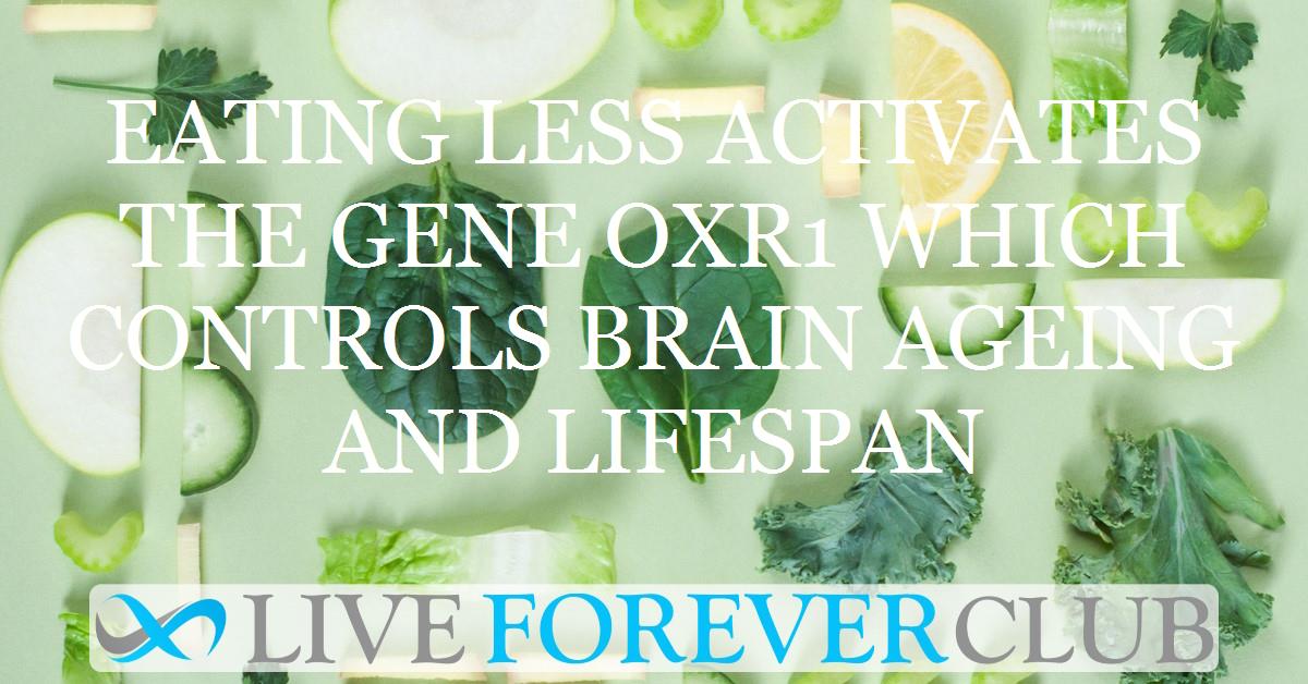 Eating less activates the gene OXR1 which controls brain ageing and lifespan