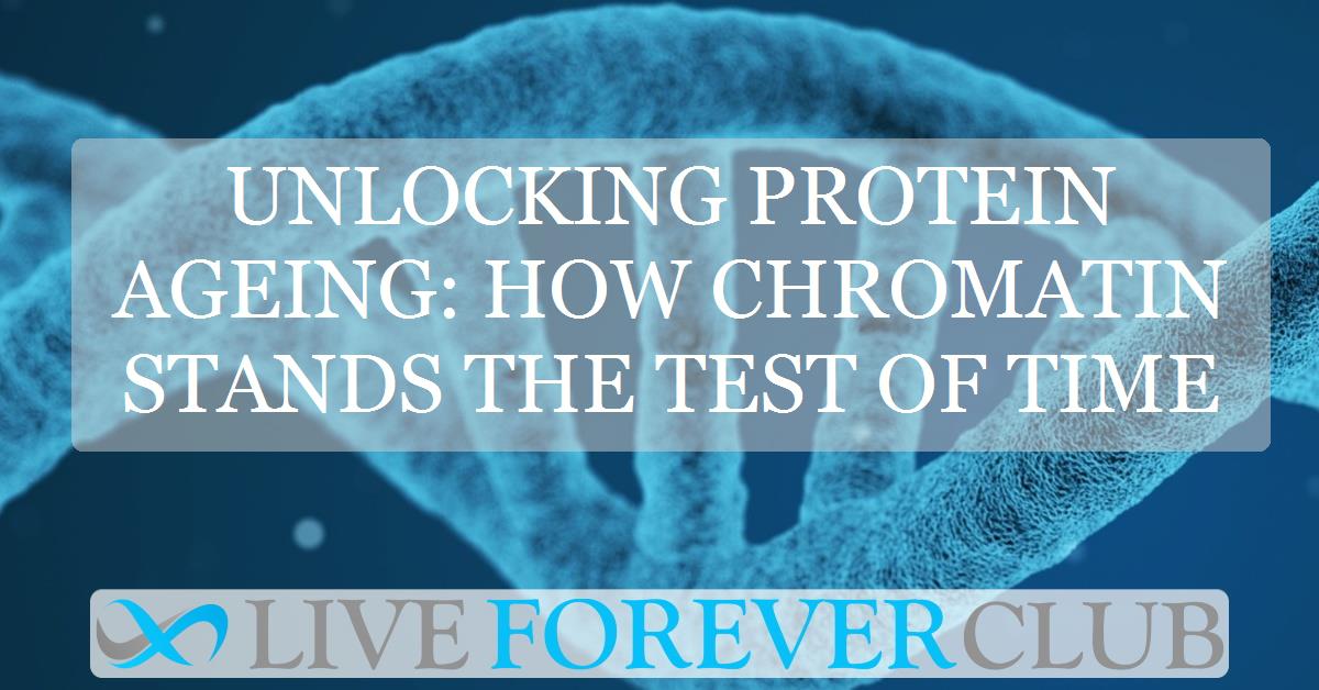 Unlocking protein ageing: how chromatin stands the test of time