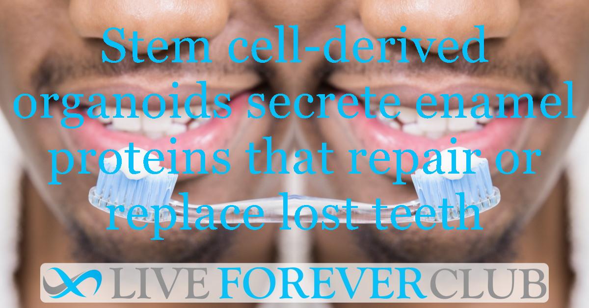 Stem cell-derived organoids secrete enamel proteins that could repair or replace lost teeth entirely